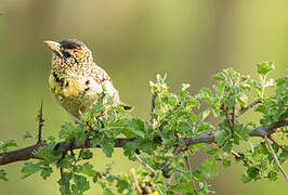 D'Arnaud's Barbet