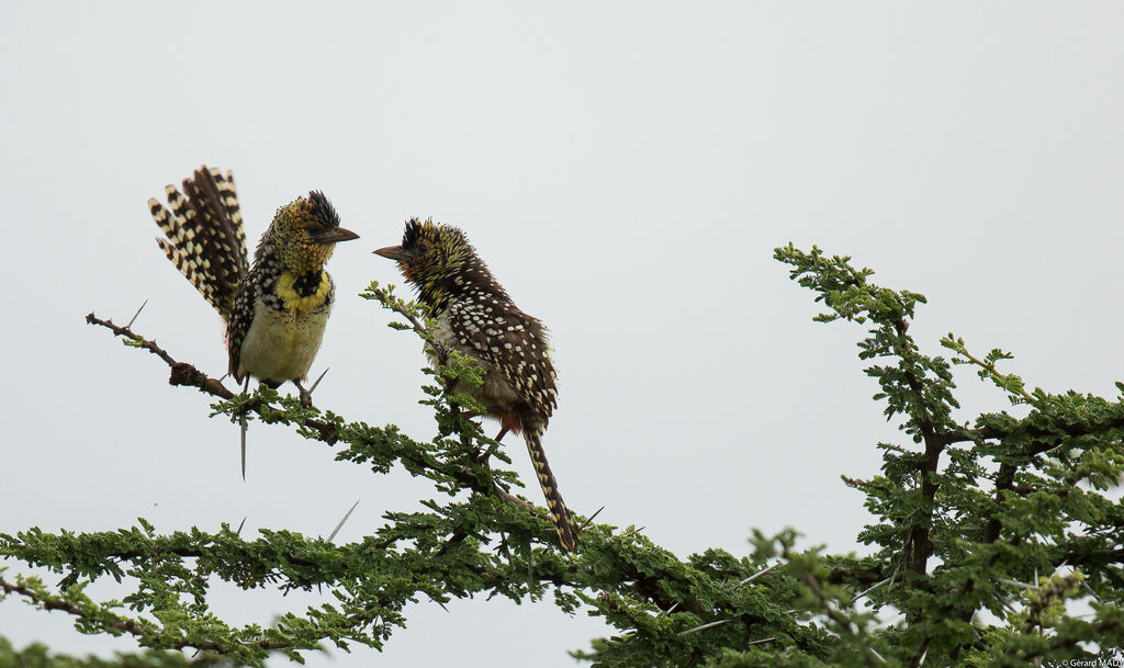 D'Arnaud's Barbet 