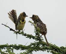 D'Arnaud's Barbet