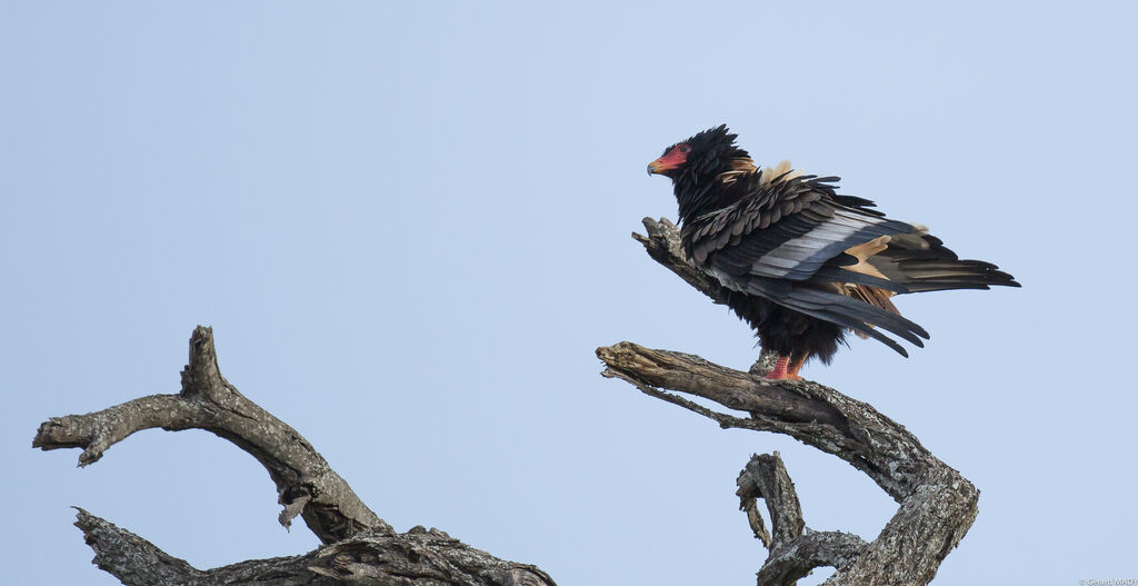 Bateleur