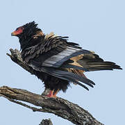 Bateleur des savanes