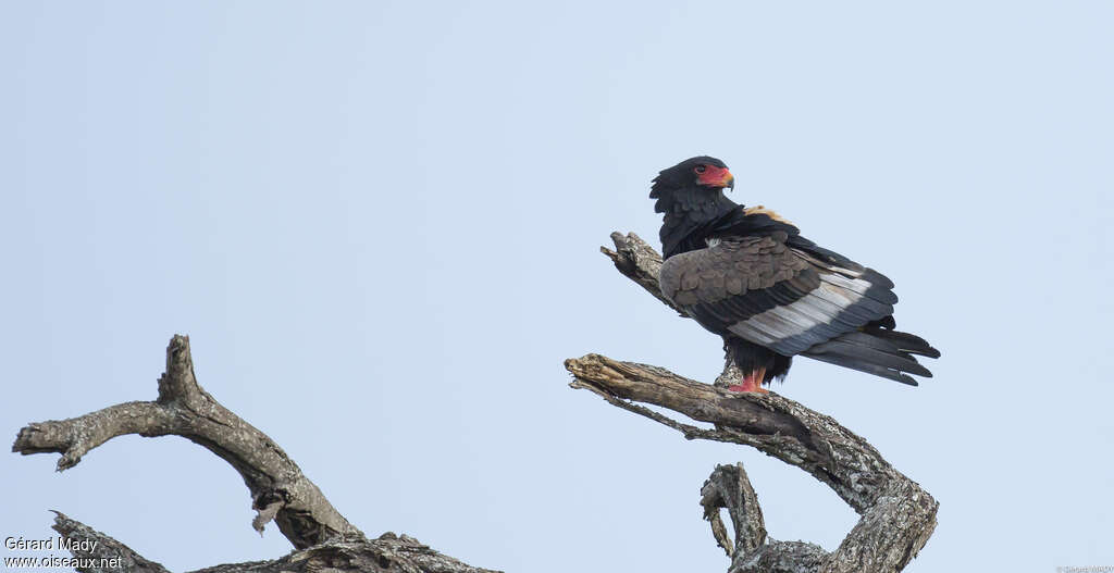 Bateleur female adult breeding, identification