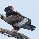 Bateleur des savanes