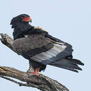 Bateleur