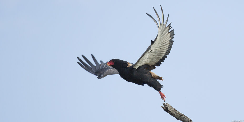 Bateleur des savanes