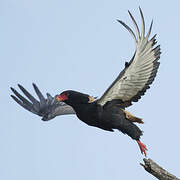 Bateleur des savanes