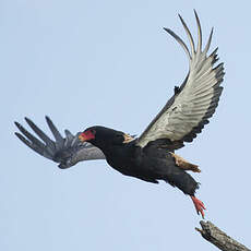 Bateleur des savanes