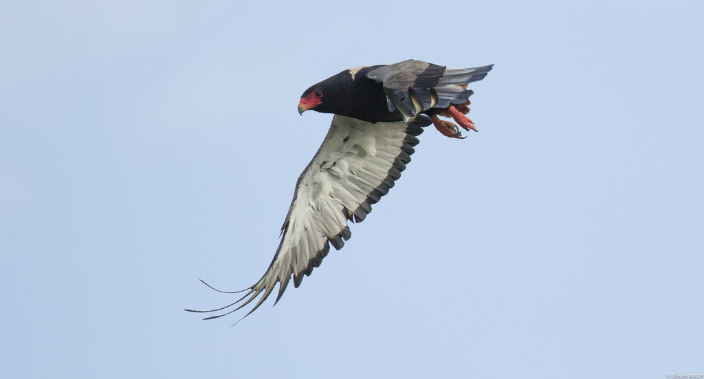 Bateleur