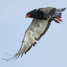 Bateleur des savanes