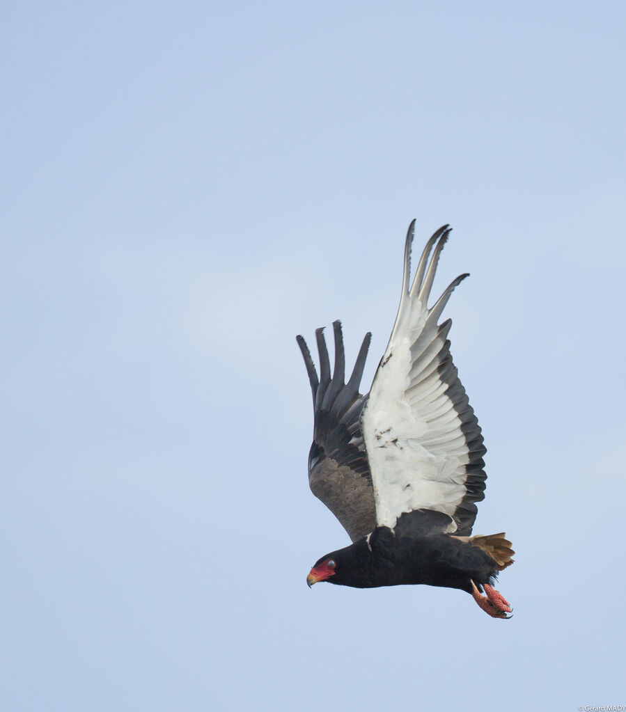 Bateleur des savanes