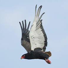 Bateleur des savanes