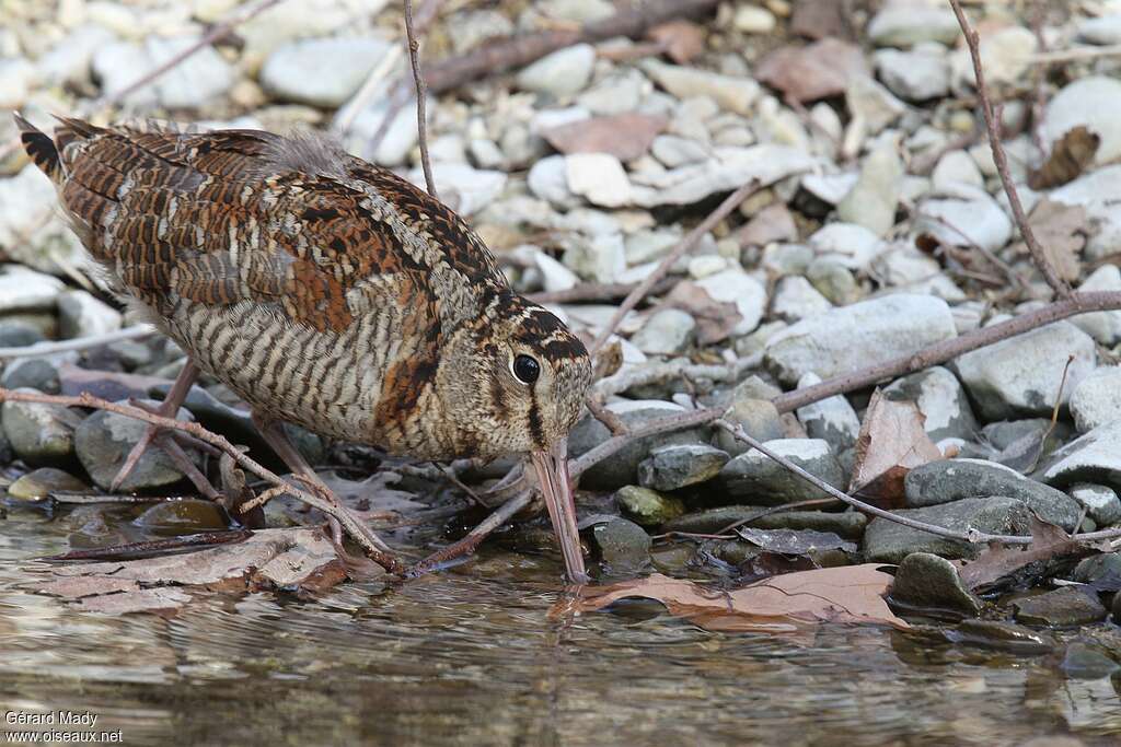 Eurasian Woodcockadult, fishing/hunting