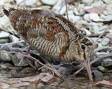 Eurasian Woodcock