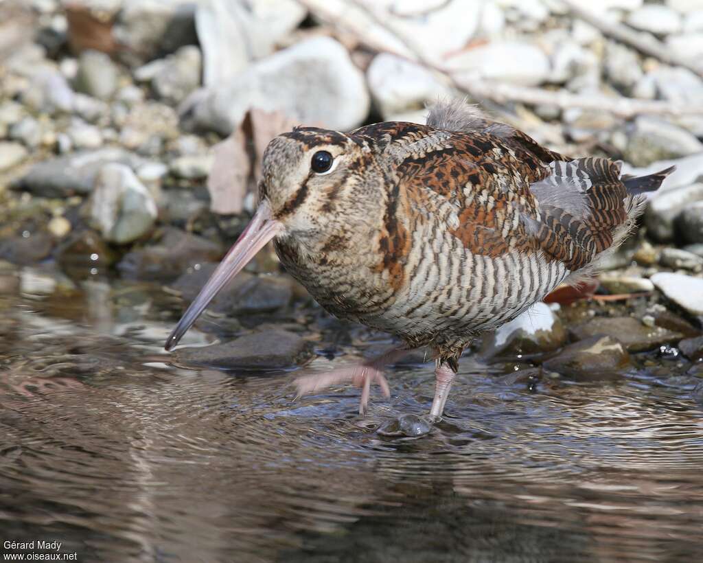 Eurasian Woodcockadult, identification