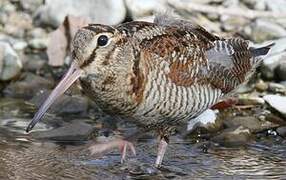 Eurasian Woodcock