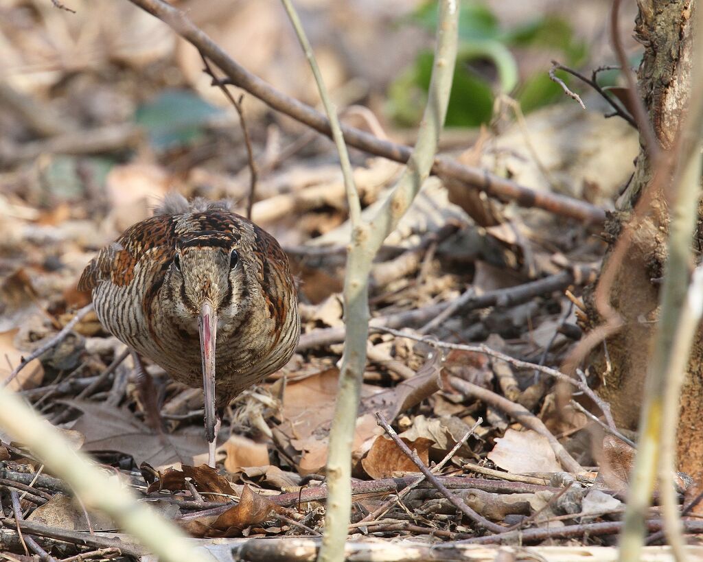 Eurasian Woodcock