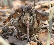 Eurasian Woodcock