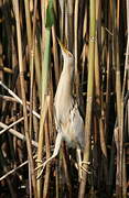 Little Bittern