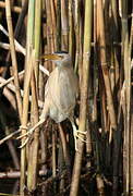 Little Bittern