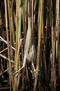 Little Bittern