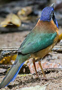 Pitta-like Ground Roller