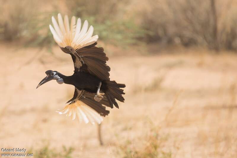 Abyssinian Ground Hornbill female adult, Flight
