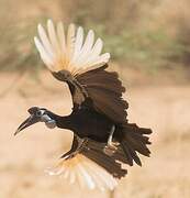 Abyssinian Ground Hornbill