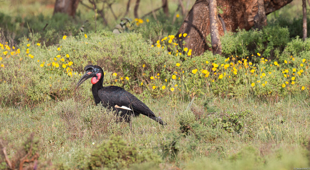 Abyssinian Ground Hornbill