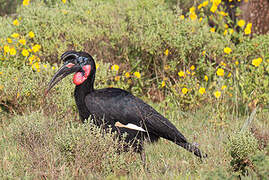 Abyssinian Ground Hornbill