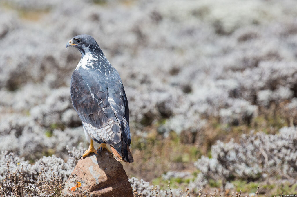 Augur Buzzard