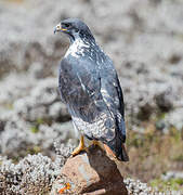 Augur Buzzard