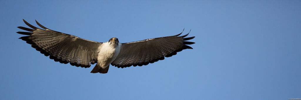 Augur Buzzard