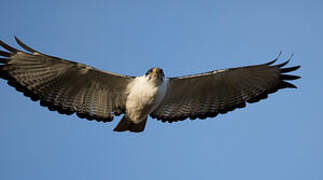 Augur Buzzard