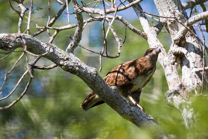 Madagascan Buzzard