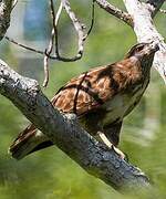 Madagascar Buzzard