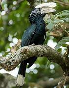 Silvery-cheeked Hornbill