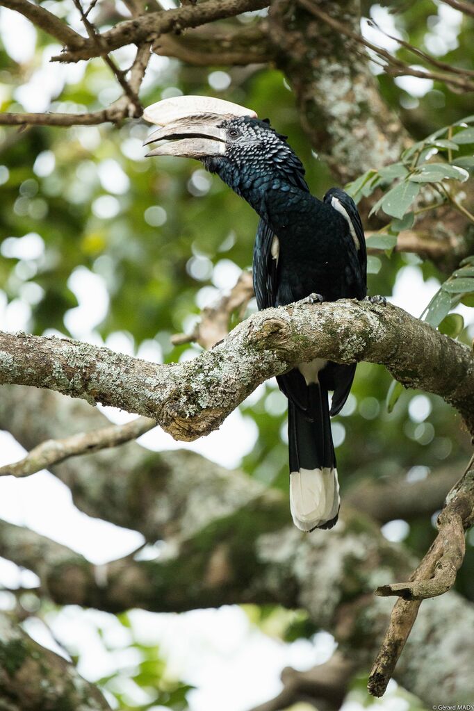 Silvery-cheeked Hornbill