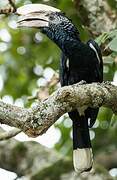 Silvery-cheeked Hornbill