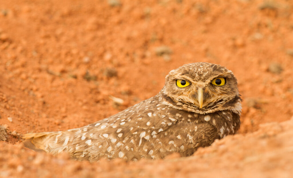 Burrowing Owl