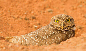 Burrowing Owl