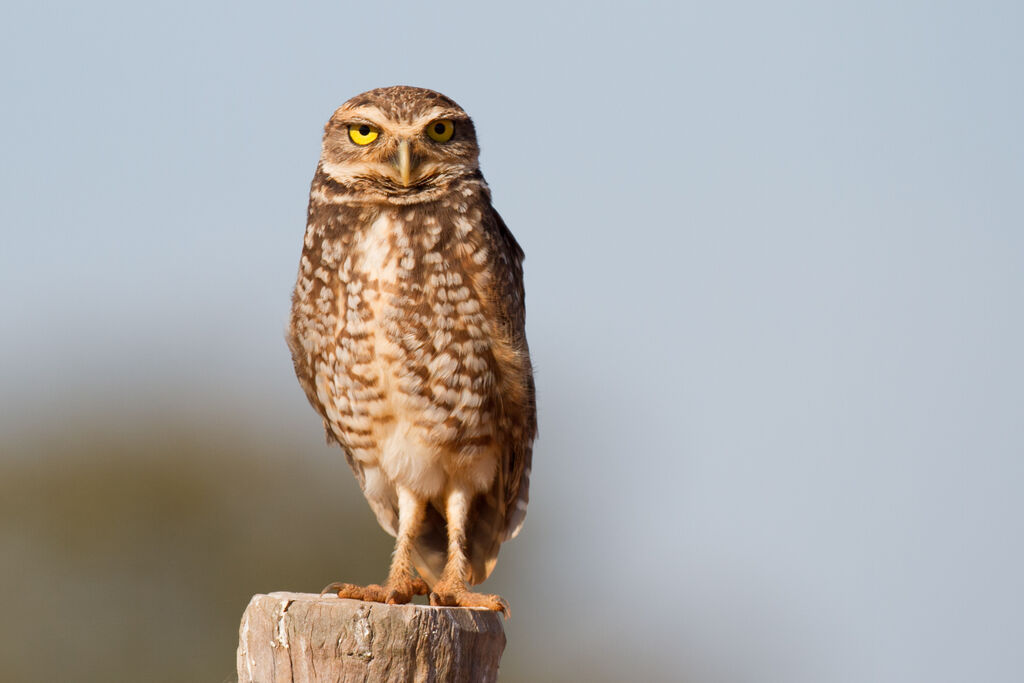 Burrowing Owl