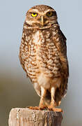 Burrowing Owl