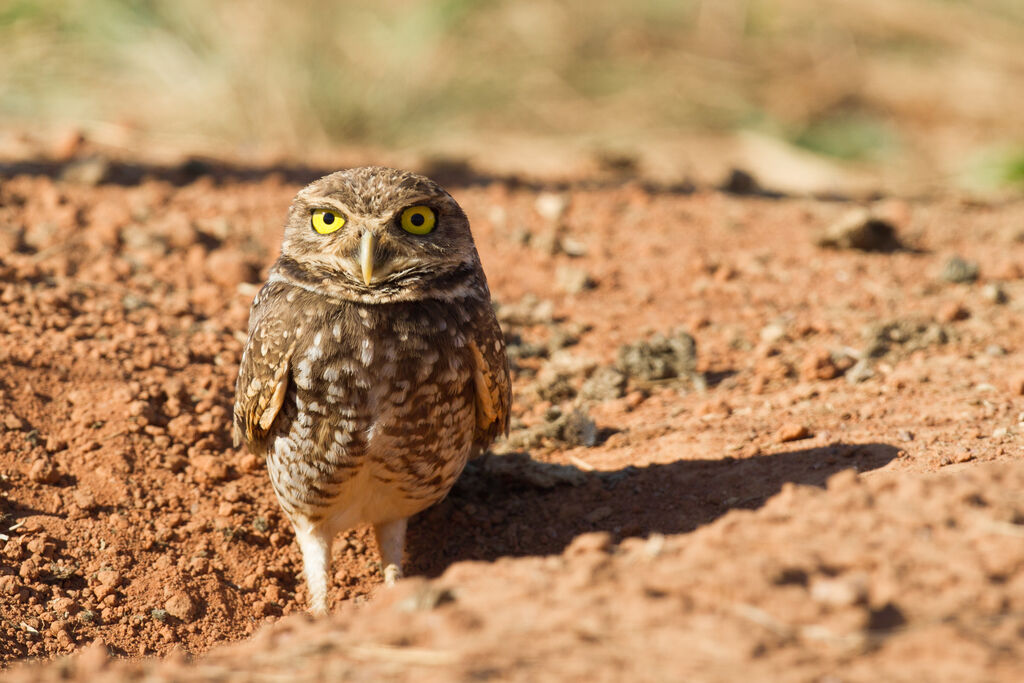 Burrowing Owl