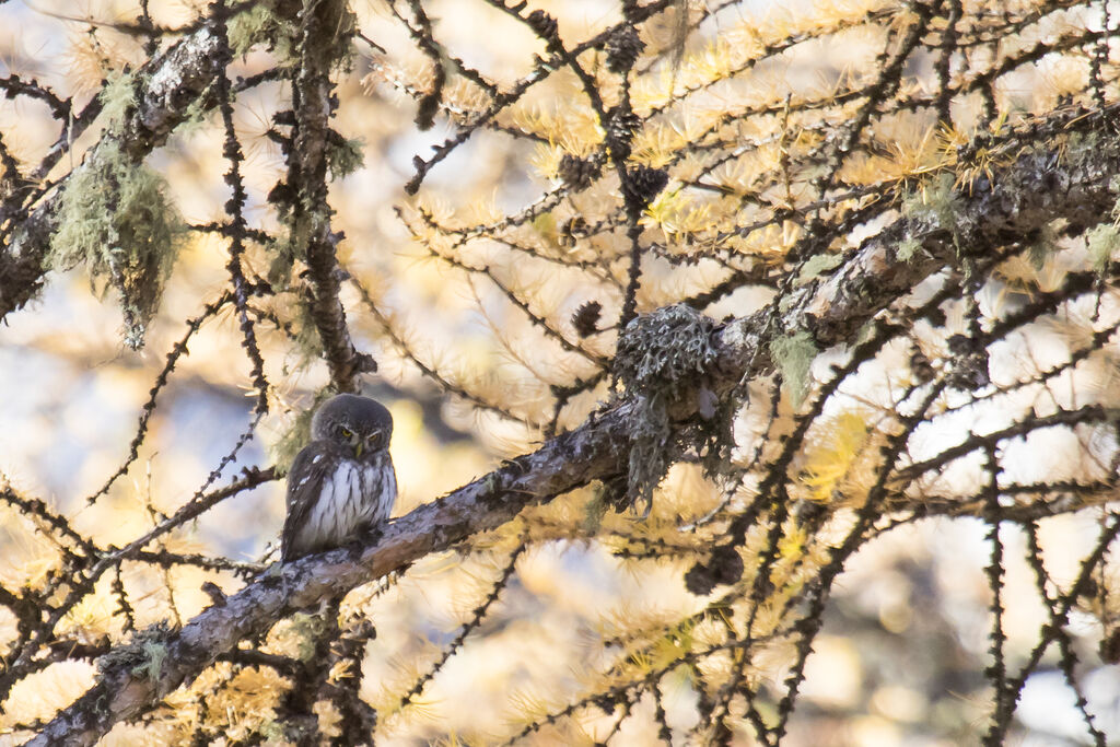 Eurasian Pygmy Owl