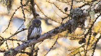 Eurasian Pygmy Owl