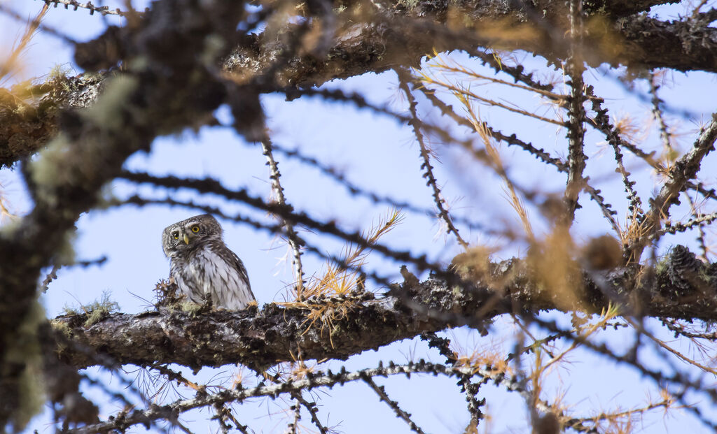 Eurasian Pygmy Owl