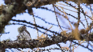 Eurasian Pygmy Owl