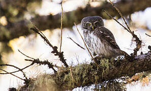 Eurasian Pygmy Owl