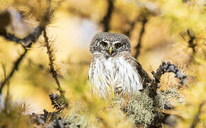 Eurasian Pygmy Owl