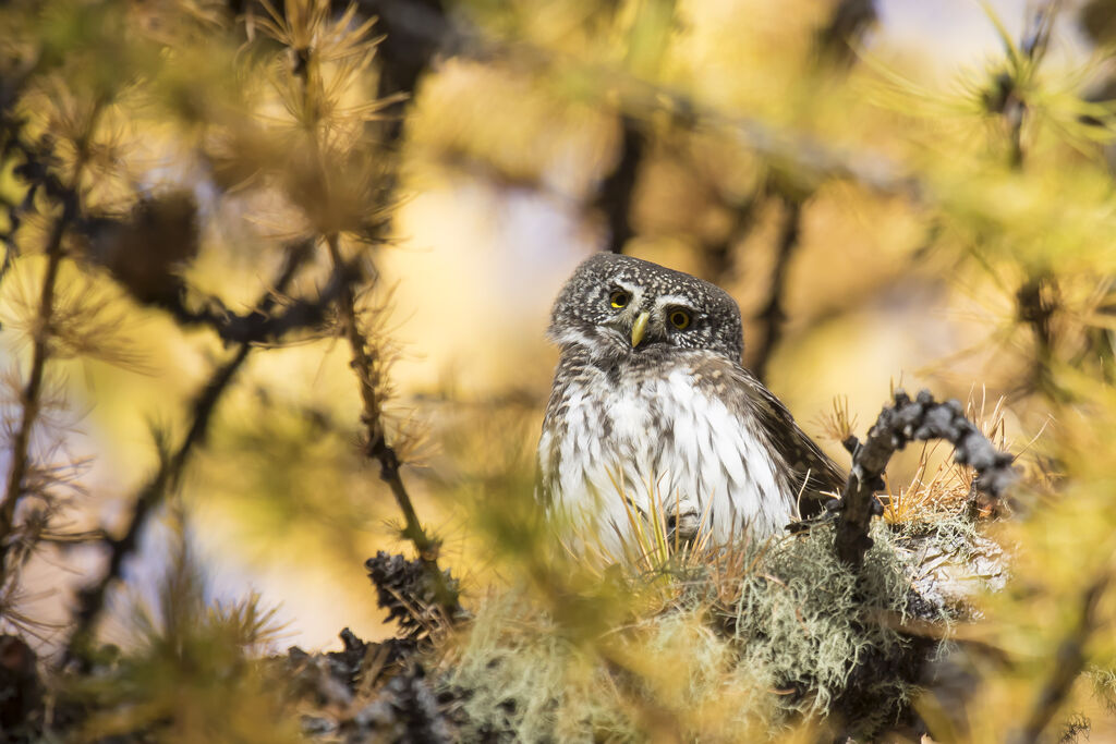 Eurasian Pygmy Owl